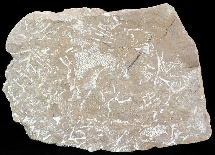 Ordovician Bryozoans (Chasmatopora) Plate - Estonia #50024